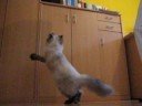 Jumpcat Jumpcat