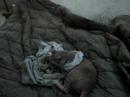Tigger goes crazy playing with fresh laundry Tigger goes crazy playing with fresh laundry