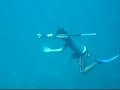 freediving in culebra
