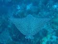 freediving in culebra