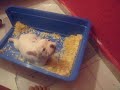 Mi Bulldog Frances Nica 2
