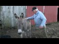 Dad and Barney the Burro Nov 09