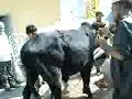 Syed's bull sacrifies