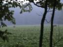 Big Bucks hanging out in a bean field