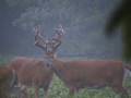 Big Bucks hanging out in a bean field