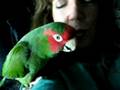 Pudgy Wudgy is a very talented talking mitred conure that loves to laugh and kiss.