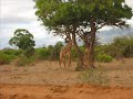 M'n reis naar Kenia (Afrika)