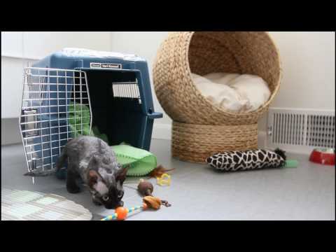 Kaia and Nalu Devon Rex Kittens (12 weeks old) First Day In New Home