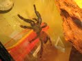 Birdspider walking