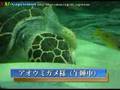 しながわ水族館