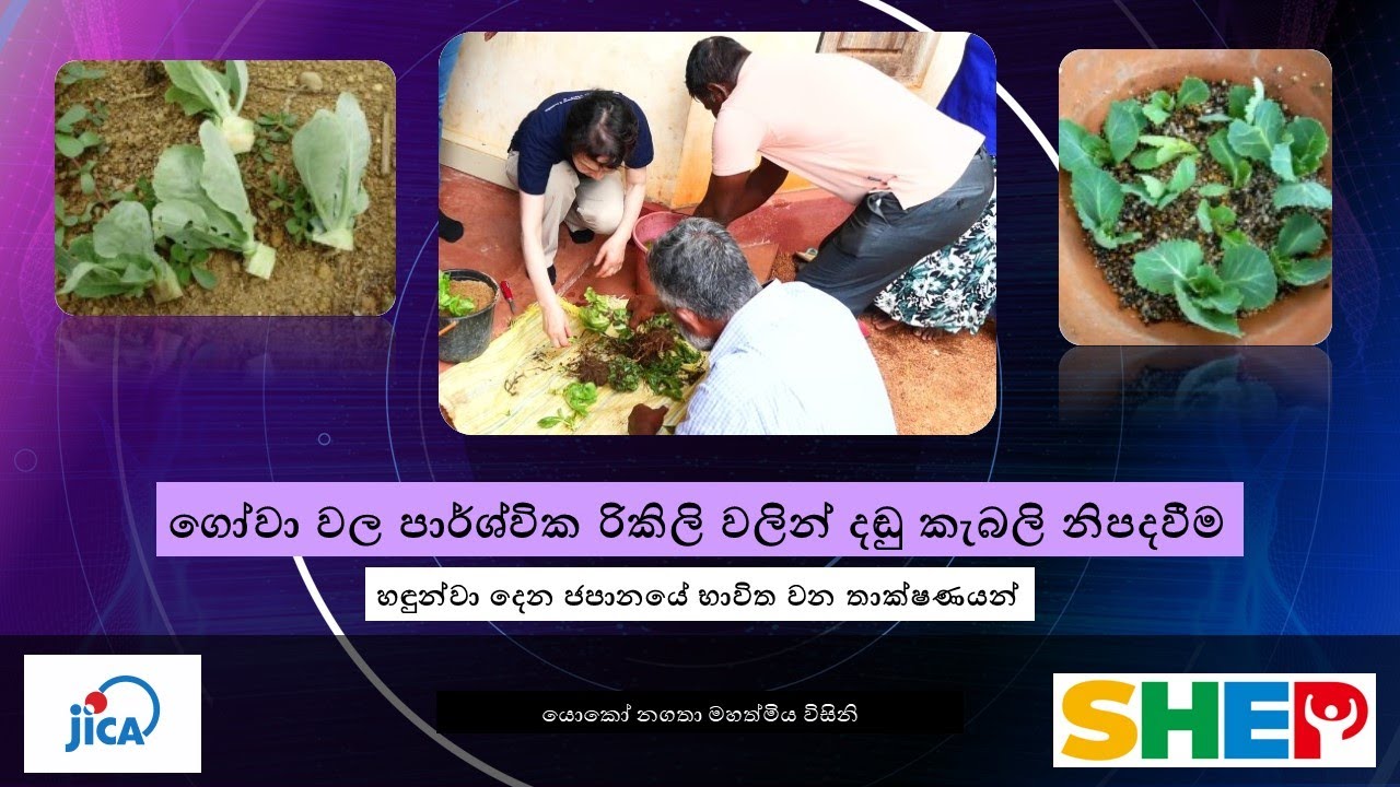 ගෝවා වල පාර්ශ්වික රිකිලි වලින් දඬු කැබලි නිපදවීම