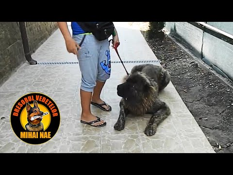 ciobanesc caucazian