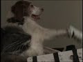 a_cat_and_a_dog_play_wii_tenis