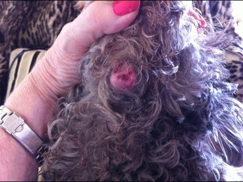 how to get rid of fleas on my shih tzu