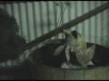videos de Chablis and the Prince