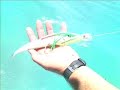 Light Tackle Billfish rig Light Tackle Billfish rig