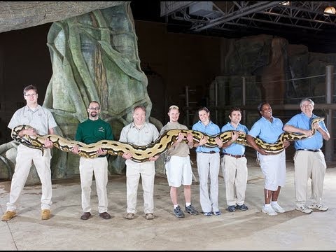 YouTube reptile video