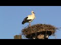 Stork Stork
