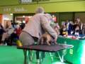 Wired Haired Dachshound at CRUFTS 2008 with PET-HUNTING.COM