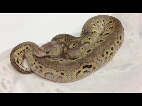 YouTube reptile video