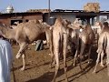 Camel Market in Egypt