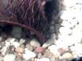 Mananguense Pirarara Pangassus hi-fin Labeo