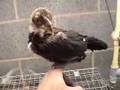A day in the life of Thai game fowl