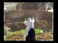 Palestine -The Sound of Reason 