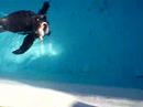 Humbold Pinguine im K�lner Zoo 2