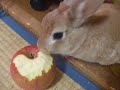 うさぎ★くれあ♀#01★LABBIT