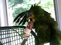 Paloma - Orange Wing Amazon Parrot - Gets A Bird Bath