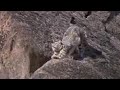 Rare snow leopard sighting - Snow Leopard: Beyond the Myth - BBC animals