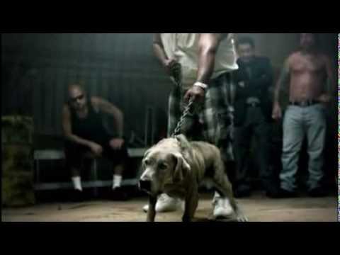 perro de pelea cordobes