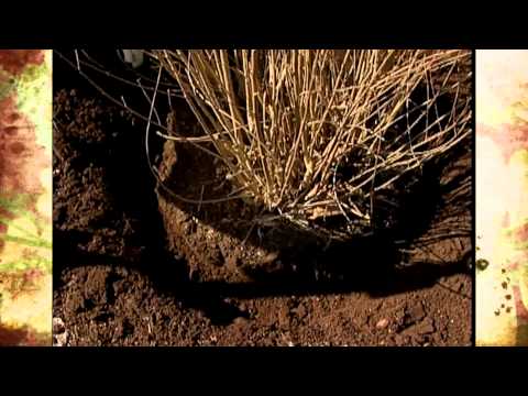 how to replant a large shrub