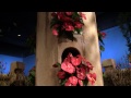 Click here to watch this video Kalanchoe!