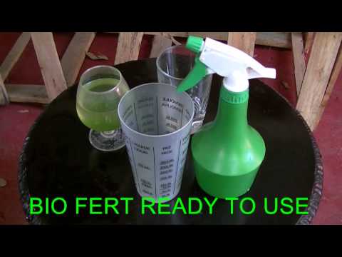 how to fertilize moringa