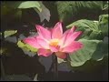 Phat Hoc Vien Hue Nghiem