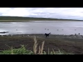 Black Brant, Canada Goose and Duck Hunting Near Cold Bay, Alaska