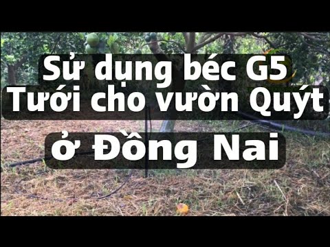 Hệ thống tưới cho cây quýt sử dụng béc G5 tại Đồng Nai