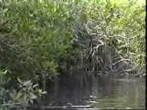 Canoe Ride Into Everglades National Park, Florida, USA