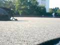 videos de ROLLER 333 SANS BRICE