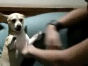 lotta libera con un chiwawa gigante