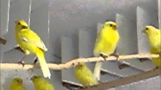 Kanarki Harceńskie 2011 cz.5