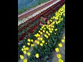 Tulip garden in Kashmir
