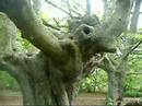 Tree Creature Man \ Tree Creature Man \