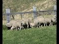 painfree lambs 5 mins after modern humane wrinkle removal painfree lambs 5 mins after modern humane wrinkle removal