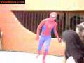 Spider Man Faceplant