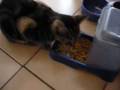 The Family Cats & Turtle