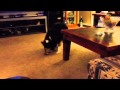 Teasing our Sheltie, Lucy, trying for her to get her treat from the middle of the Coffee Table