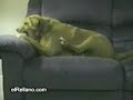 Dumbest Dog in the World!! Dumbest Dog in the World!!